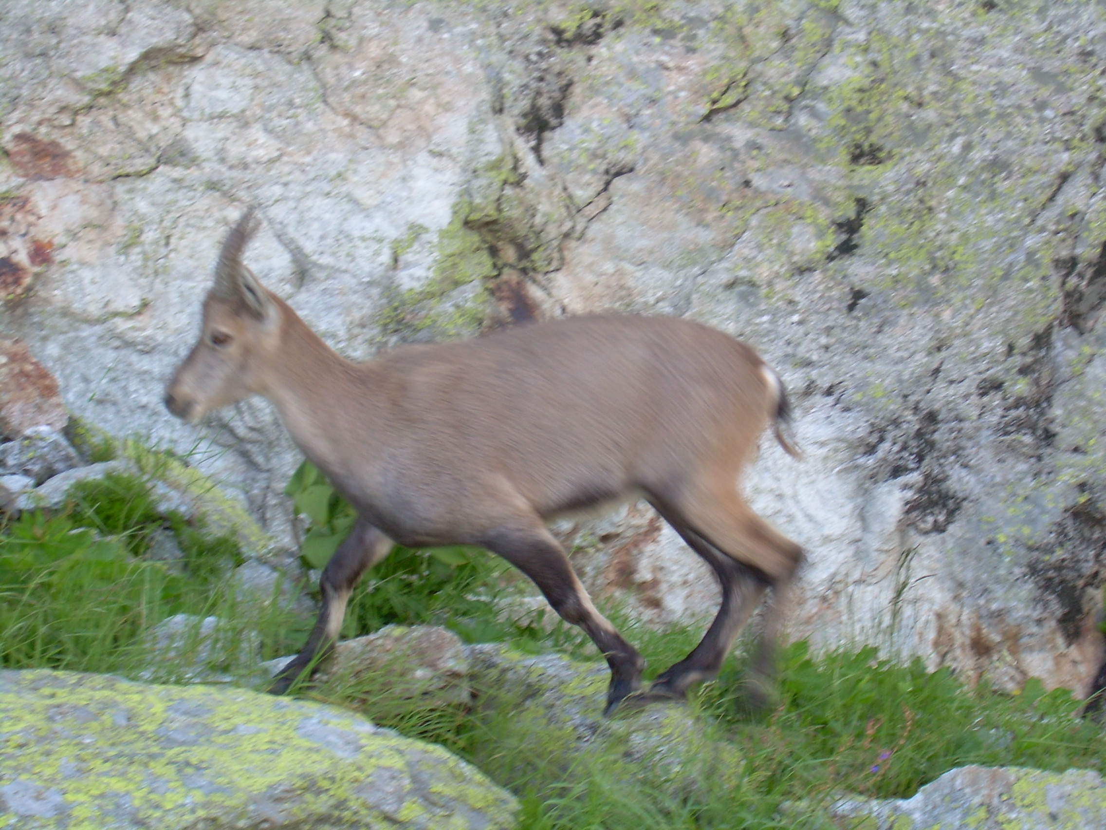 Chamois 7.JPG